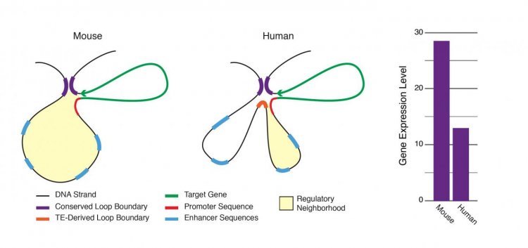 Транспозируемые элементы играют важную роль в экспрессии генов и эволюции