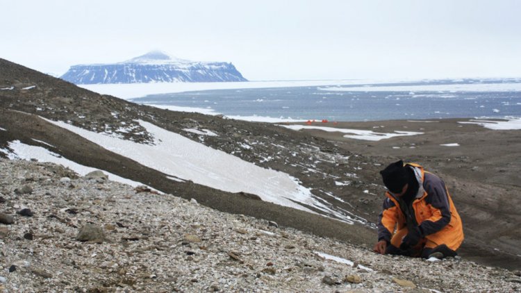Обнаружена первая ископаемая лягушка из Антарктиды