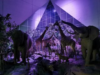 16 мая – Ночь в Дарвиновском музее