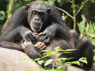 Самцы шимпанзе, потерявшие в детстве родителей, менее конкурентноспособны во взрослом возрасте