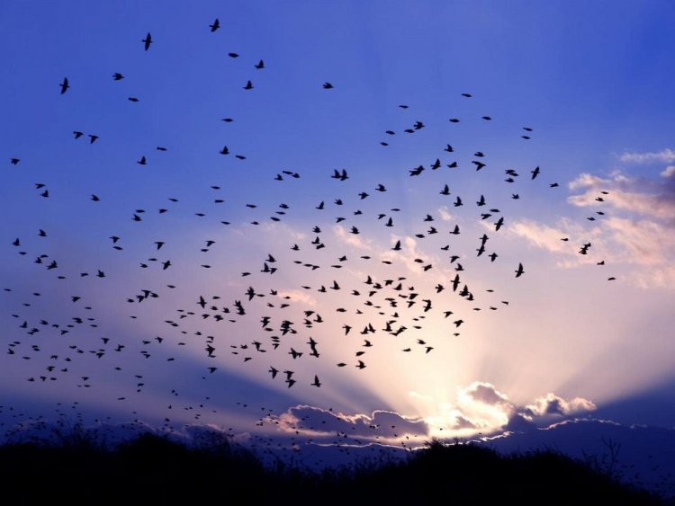 Всемирный день мигрирующих птиц