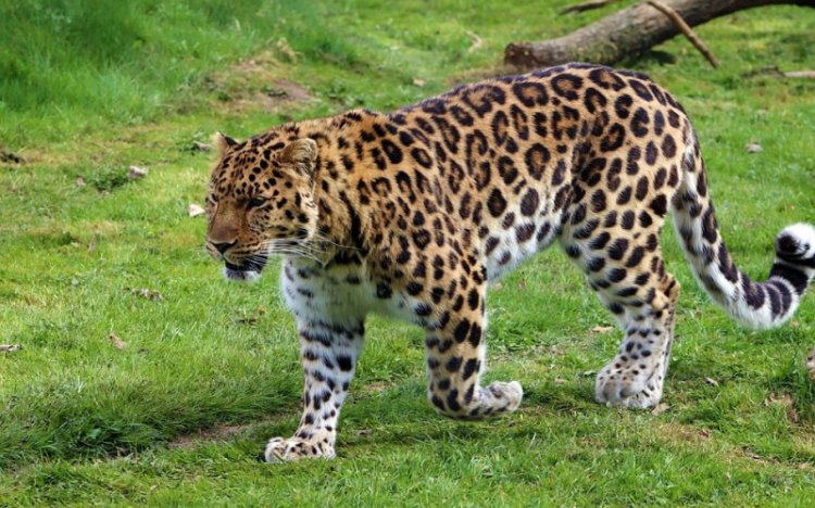Международный проект ученых поможет остановить вымирание амурского леопарда