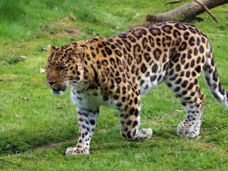 Международный проект ученых поможет остановить вымирание амурского леопарда