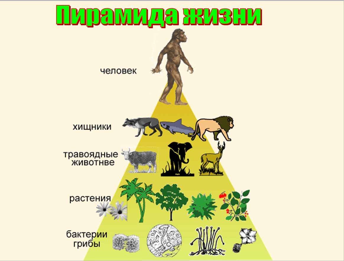 Иерархия природы. Пищевая пирамида в природе. Люди хищники и травоядные. Человек на вершине пищевой цепи. Пищевая пирамида животные.