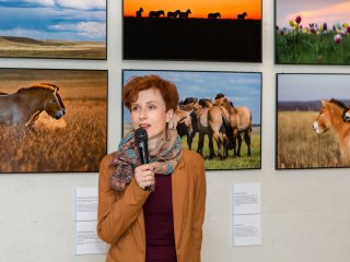 «Лошадь Пржевальского: последняя дикая лошадь на Земле»…