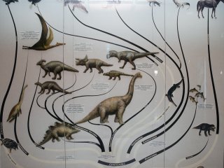 От динозавров до птиц: эволюция пернатых…