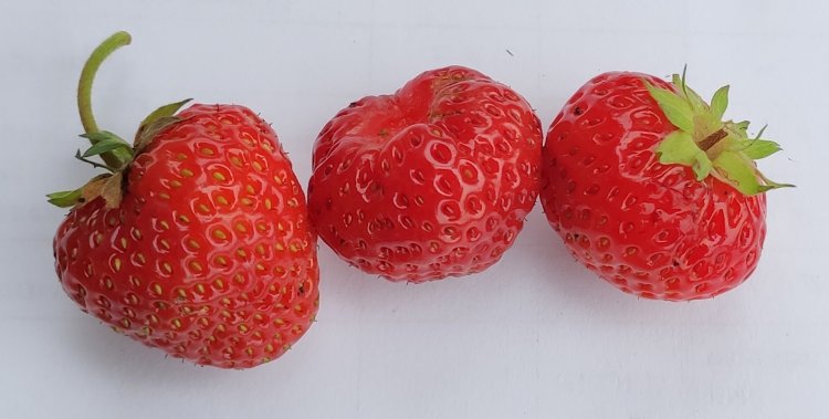 Внешний вид ягод земляники садовой сорта Витязь. 