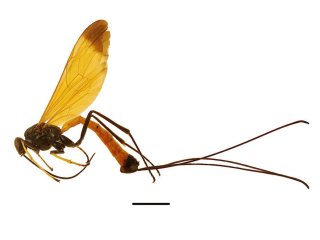 В Амазонии найден новый вид осы – Dolichomitus meii