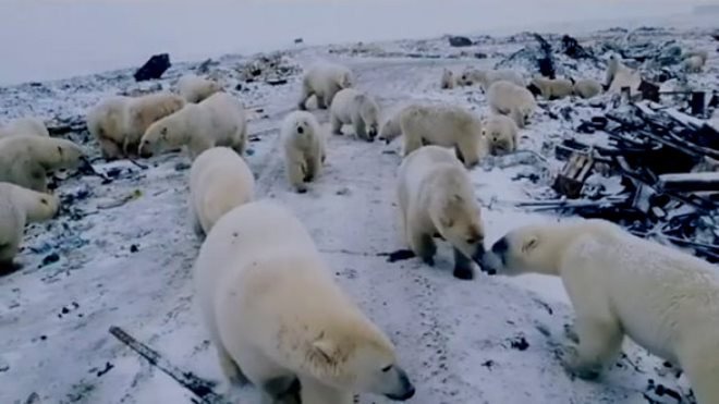 Наибольшие изменения климата происходят в Арктике, где обитают белые медведи. Из-за таяния льдов белые медведи не могут добраться до мест, где обычно добывают пищу и подходят к местам, где живут люди. В 2019 году 56 медведей подошли к чукотскому поселку Рыркайпий.Источник фото: gismeteo.kz