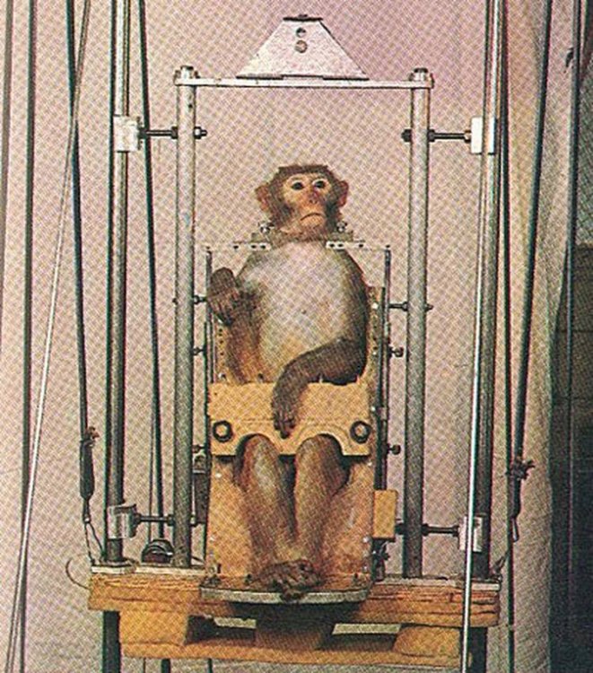 На подобных приспособлениях тренировали вестибулярный аппарат животных. На снимке макака-резус Гордый. Этот примат был в космосе 10-17 июля 1985 года. Источник фото: Комсомольская правда.Кубань