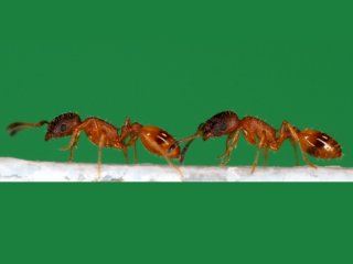Робот помог выяснить, как муравьи передают знания