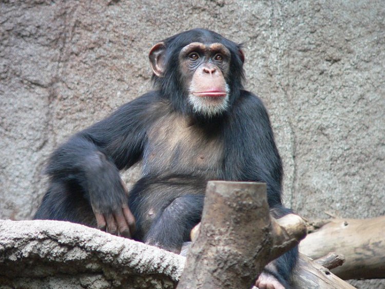 Ученые расшифровали язык жестов шимпанзе