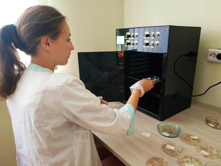 Студент Ксения Щербинина работает с экспериментальной установкой для облучения семян