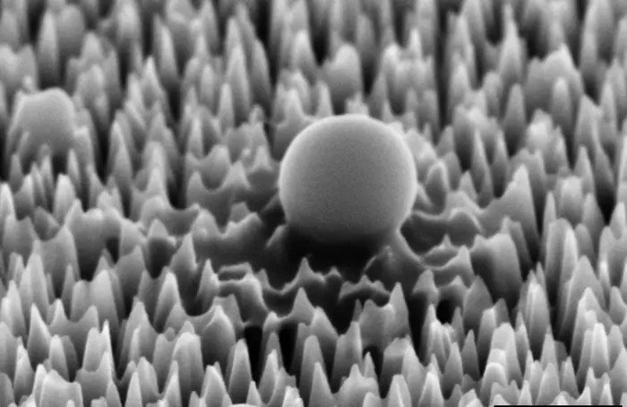 Вирусная клетка на поверхности кремния с наноразмерными шипами, увеличенная в 65 000 раз. Через 1 час из нее уже начала вытекать материя