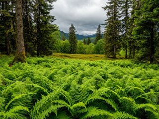 Фото: создано с помощью сервиса «Шедеврум»