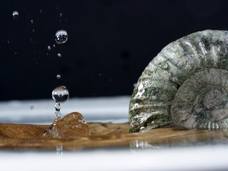 Ракушки — экологичная альтернатива цементу. Фото: ru.123rf.com