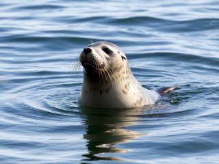 Фото: создано с помощью сервиса «Шедеврум»