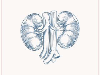 Хроническая болезнь почек негативно влияет на сердце пациентов. Фото: freepik.com