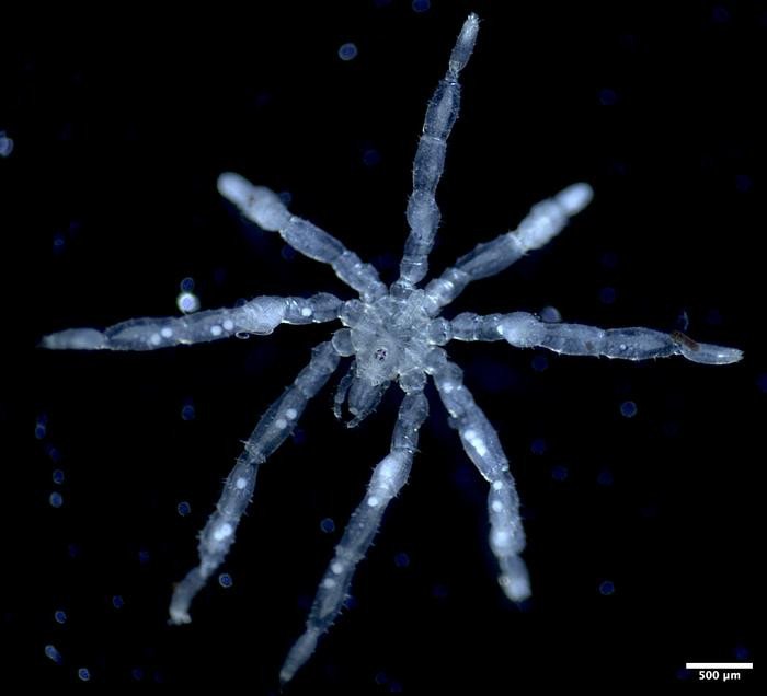 Фотография нового вида морского паука Tanystylum kiixin. Фото: Cormac Toler-Scott / University of British Columbia