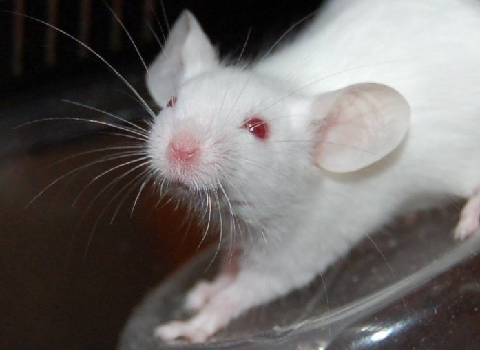 Что в голове у мыши после касания усиков