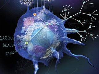 Как меняются макрофаги — агенты иммунной системы