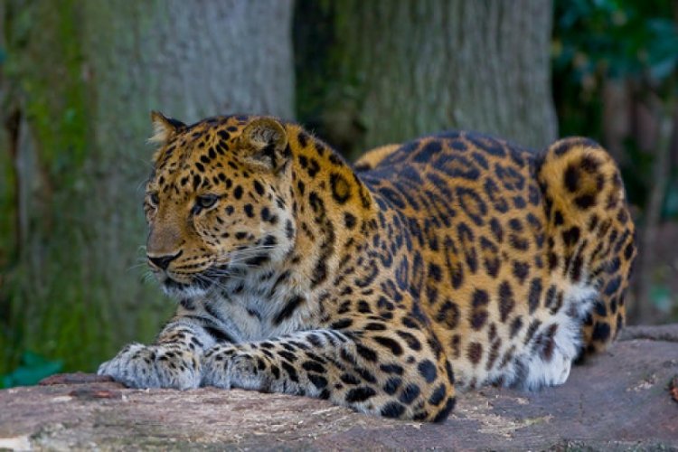 Первые данные о мировой численности дикой популяции дальневосточного леопарда