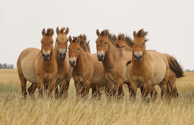 В Оренбургскую область из Франции доставлены 6 лошадей Пржевальского