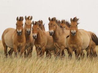 В Оренбургскую область из Франции доставлены 6 лошадей Пржевальского