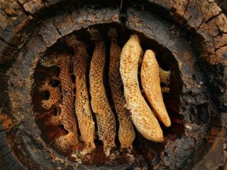 Пчеловодство существует около 9000 лет, показал анализ древней керамики