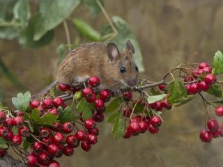 Мыши умеют считать — доказано учеными из Сибири