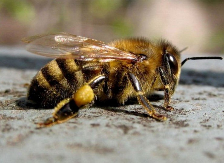 Ученые ТГУ выяснят, почему в Сибири пчелы болеют реже своих собратьев