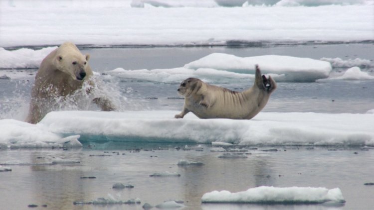 Как полярные медведи находят свою добычу