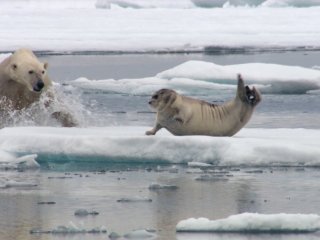 Как полярные медведи находят свою добычу