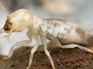 Термиты оказались социально продвинутыми тараканами