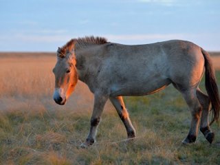 Ученые Оренбургского заповедника опровергли теорию "домашнего происхождения" лошадей Пржевальского