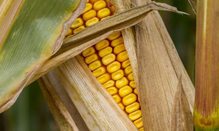 Исследователи поняли, как кукуруза нарушает генетические законы