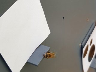 Пчелы понимают, что ноль меньше единицы