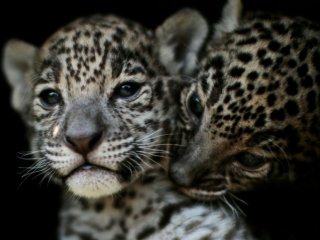 За восемь лет популяция ягуаров в Мексике выросла на 20%
