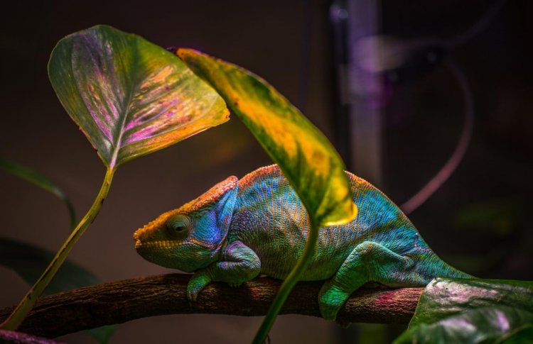 Ученые из США создали нанолазер, который меняет цвета, подобно хамелеону