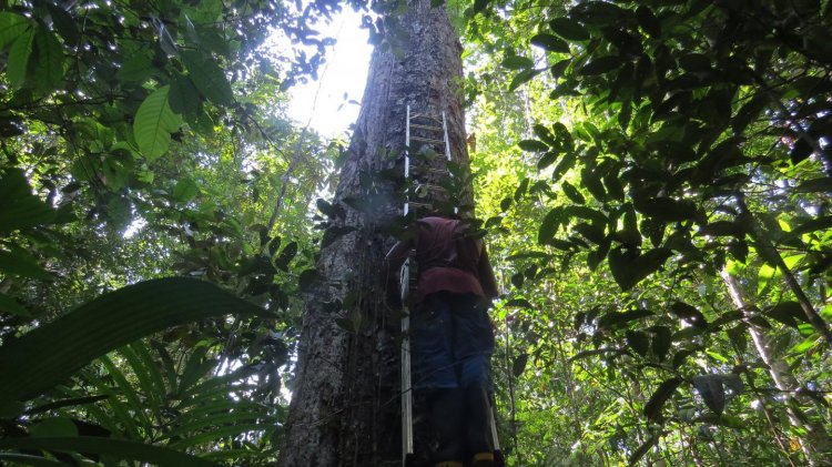 Экосистема тропических лесов Амазонки меняется из-за глобального потепления
