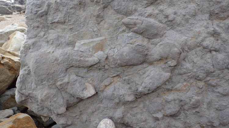 На юге Англии обнаружено более 85 отпечатков следов динозавров