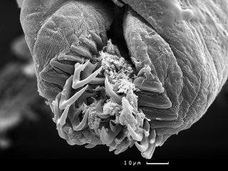 Микрофотография радулы Vayssierea cf. elegans в рабочей зоне, полученная с помощью сканирующего электронного микроскопа // Источник: Анна Михлина