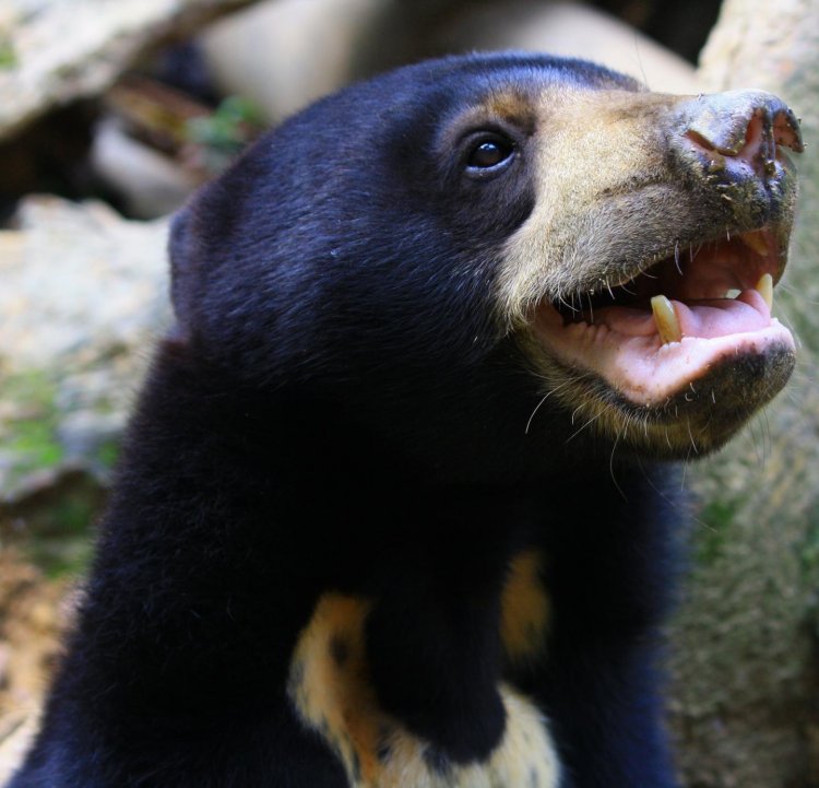 Малайские медведи копируют мимику друг друга