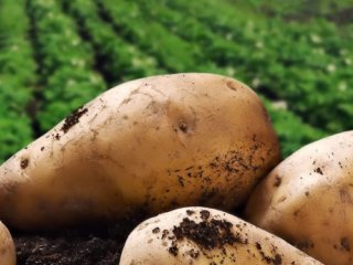 Генетики ВНИИФ создали систему ДНК-тестов для поиска болезней картофеля