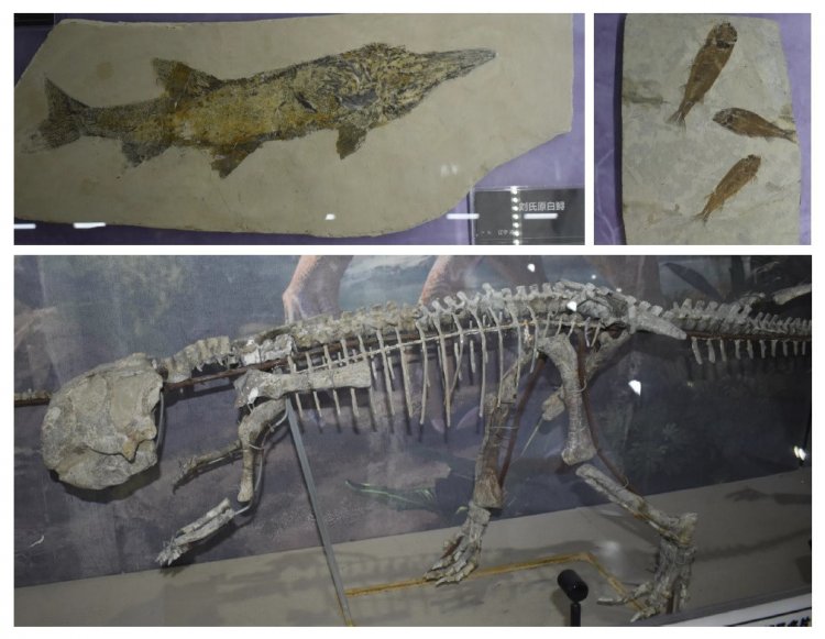 В ИНГГ СО РАН изучают ископаемую фауну в рамках сотрудничества с Нанкинским институтом геологии и палеонтологии (КНР)