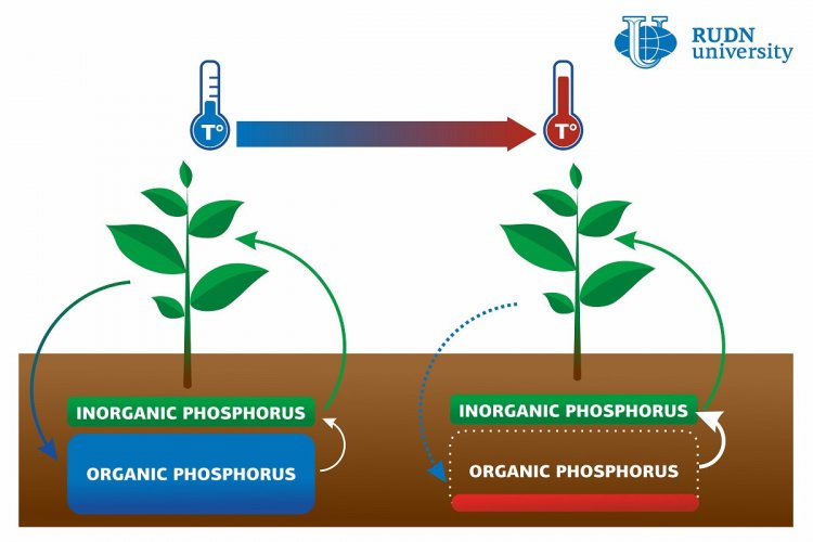 Потепление истощит запасы фосфора в почве