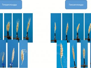 Для фенотипирования пшеницы применили методы компьютерного зрения