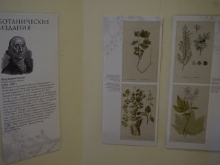 Ботаническая иллюстрация: наука памяти…