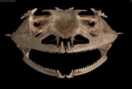 Лягушки теряли зубы более 20 раз в процессе эволюции