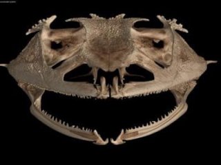 Лягушки теряли зубы более 20 раз в процессе эволюции